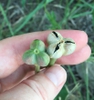 Fruit