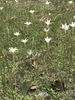 Natural stand of erect, long-tubed, trumpet-shaped white flowers