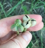 Fingers holding two globose, deeply 3-lobed capsules.