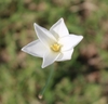 Close-up of the white, 6-tepaled fower.
