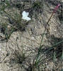 Form