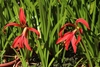 Two solitary red, zygomorphic flowers & strappy green leaves.