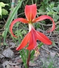 Solitary red, zygomorphic flower & strappy green leaves.