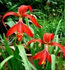 Two solitary, red, zygomorphic flowers & strappy green leaves.