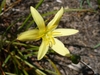 Close-up on a yellow, 6-tepaled flower with long yellow anthers