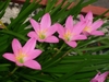 Grassy leaves behind pink, 6-tepaled flowers with green throats