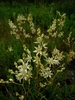 Natural stand of panicles of white flowers on erect stalks.