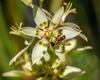 Close up of a white flower green nectaries & a visiting wasp.