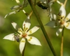 Close-up of a 6-tepaled flower & visiting metallic green bee