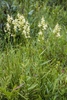 Natural stand of panicles of white flowers on erect stalks.