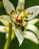 Close-up of a 6-tepaled flower visited by a metallic green bee