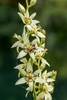 Narrow stalk of white, 6-tepaled flower with green nectaries