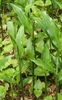 Form