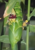 Zingiber officinale flower