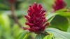 Flower of Z. officinale