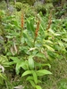 Form of Z. officinale