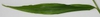 Zingiber officinale leaf