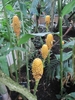 Flower of Z. spectabile