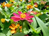 Flower close up