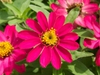 Flower close up