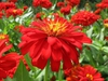 Zinnia elegans