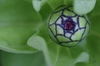 Zinnia elegans