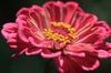 Zinnia elegans