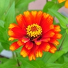 Zinnia haageana