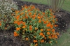 Zinnia