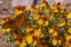 Zinnia acerosa