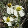 Zinnia acerosa
