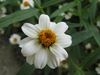 'Pette Land White'