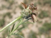 Zinnia anomala