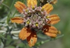 Zinnia anomala