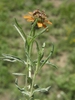 Zinnia anomala