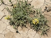 Zinnia anomala