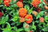 Flower and leaves