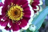 Zinnia haageana 'Aztec Burgundy Bicolor'
