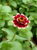 Zinnia haageana 'Aztec Burgundy Bicolor'