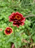 Zinnia haageana 'Aztec Burgundy Bicolor'