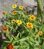 Zinnia haageana