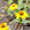 Zinnia haageana