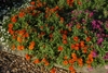 double orange flowers en masse