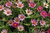 tight shot of pink flowers and leaves