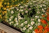 white flowers with pink stripes en masse