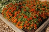 red flowers en masse