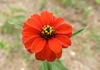close-up of red flower