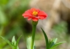 side view of red flower