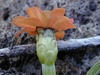 underside of flower