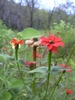 close-up of flowers in natural setting